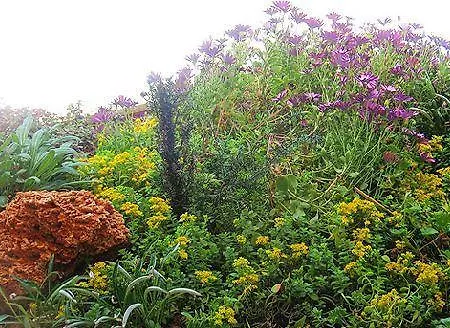 Pithari أغيا ترياس